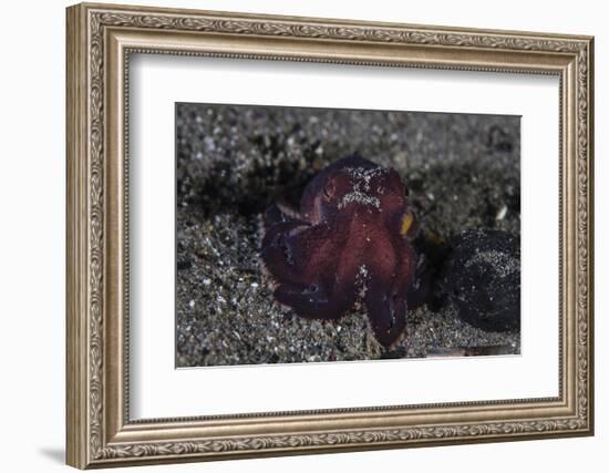 A Coconut Octopus Crawls across the Sandy Seafloor-Stocktrek Images-Framed Photographic Print