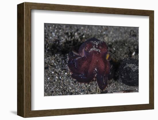 A Coconut Octopus Crawls across the Sandy Seafloor-Stocktrek Images-Framed Photographic Print