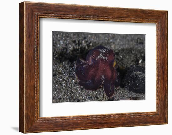 A Coconut Octopus Crawls across the Sandy Seafloor-Stocktrek Images-Framed Photographic Print