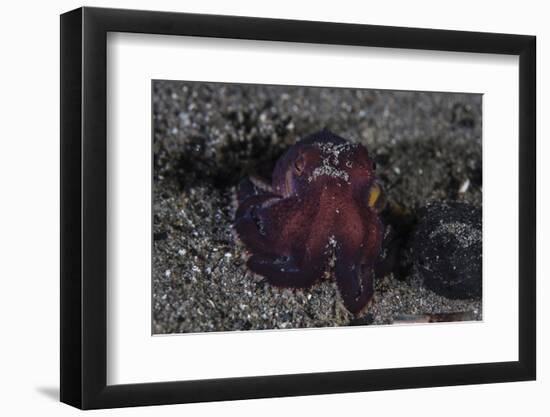 A Coconut Octopus Crawls across the Sandy Seafloor-Stocktrek Images-Framed Photographic Print