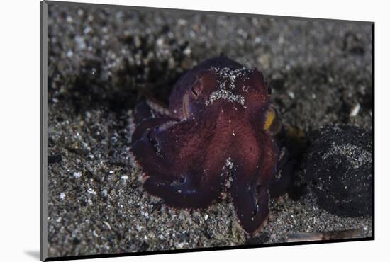 A Coconut Octopus Crawls across the Sandy Seafloor-Stocktrek Images-Mounted Photographic Print