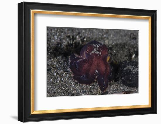 A Coconut Octopus Crawls across the Sandy Seafloor-Stocktrek Images-Framed Photographic Print