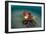 A Coconut Octopus, Lembeh Strait, Sulawesi, Indonesia-null-Framed Photographic Print