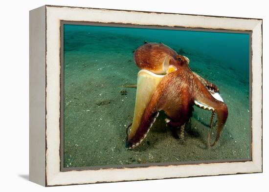 A Coconut Octopus, Lembeh Strait, Sulawesi, Indonesia-null-Framed Premier Image Canvas