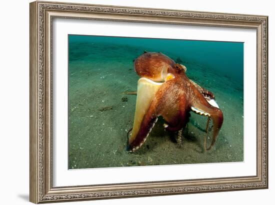 A Coconut Octopus, Lembeh Strait, Sulawesi, Indonesia-null-Framed Photographic Print