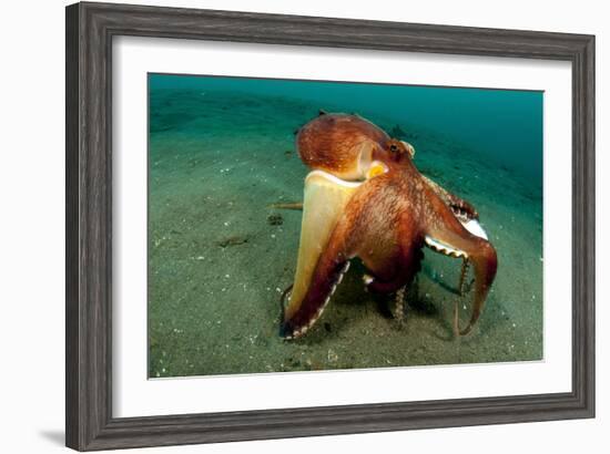 A Coconut Octopus, Lembeh Strait, Sulawesi, Indonesia-null-Framed Photographic Print