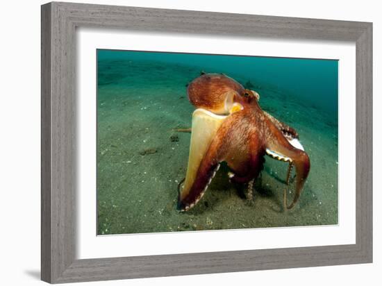 A Coconut Octopus, Lembeh Strait, Sulawesi, Indonesia-null-Framed Photographic Print