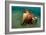 A Coconut Octopus, Lembeh Strait, Sulawesi, Indonesia-null-Framed Photographic Print