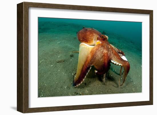 A Coconut Octopus, Lembeh Strait, Sulawesi, Indonesia-null-Framed Photographic Print