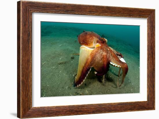 A Coconut Octopus, Lembeh Strait, Sulawesi, Indonesia-null-Framed Photographic Print