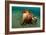 A Coconut Octopus, Lembeh Strait, Sulawesi, Indonesia-null-Framed Photographic Print