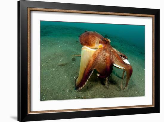 A Coconut Octopus, Lembeh Strait, Sulawesi, Indonesia-null-Framed Photographic Print