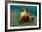 A Coconut Octopus, Lembeh Strait, Sulawesi, Indonesia-null-Framed Photographic Print