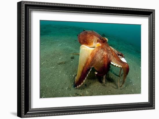 A Coconut Octopus, Lembeh Strait, Sulawesi, Indonesia-null-Framed Photographic Print