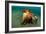 A Coconut Octopus, Lembeh Strait, Sulawesi, Indonesia-null-Framed Photographic Print