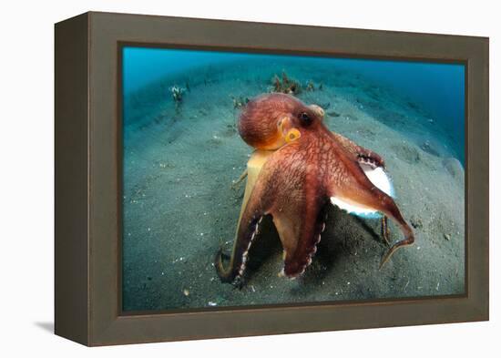 A Coconut Octopus, Lembeh Strait, Sulawesi, Indonesia-null-Framed Premier Image Canvas