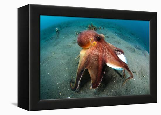 A Coconut Octopus, Lembeh Strait, Sulawesi, Indonesia-null-Framed Premier Image Canvas