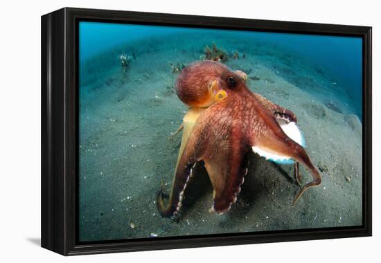 A Coconut Octopus, Lembeh Strait, Sulawesi, Indonesia-null-Framed Premier Image Canvas