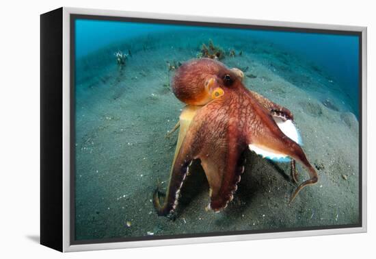 A Coconut Octopus, Lembeh Strait, Sulawesi, Indonesia-null-Framed Premier Image Canvas