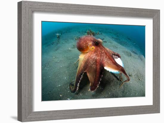 A Coconut Octopus, Lembeh Strait, Sulawesi, Indonesia-null-Framed Photographic Print