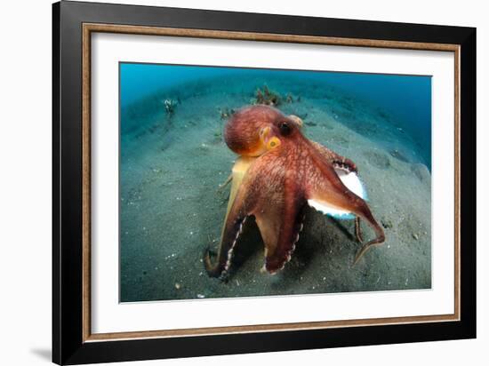 A Coconut Octopus, Lembeh Strait, Sulawesi, Indonesia-null-Framed Photographic Print