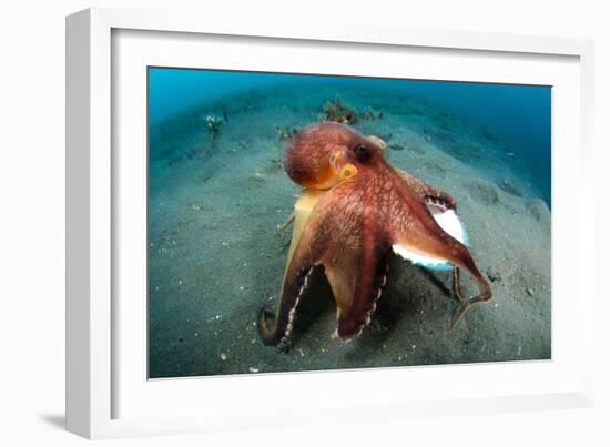 A Coconut Octopus, Lembeh Strait, Sulawesi, Indonesia-null-Framed Photographic Print