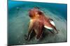 A Coconut Octopus, Lembeh Strait, Sulawesi, Indonesia-null-Mounted Photographic Print