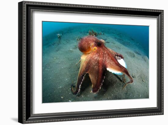 A Coconut Octopus, Lembeh Strait, Sulawesi, Indonesia-null-Framed Photographic Print