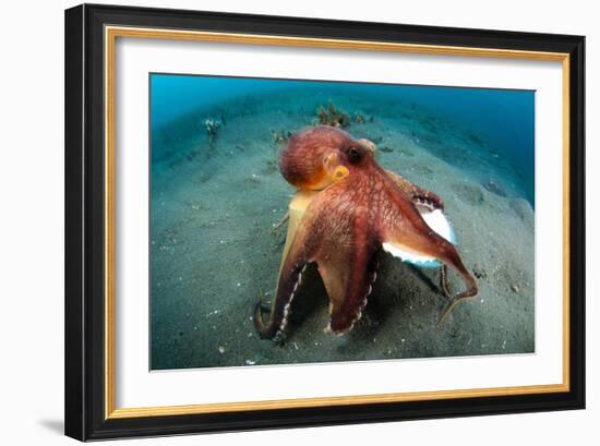 A Coconut Octopus, Lembeh Strait, Sulawesi, Indonesia-null-Framed Photographic Print