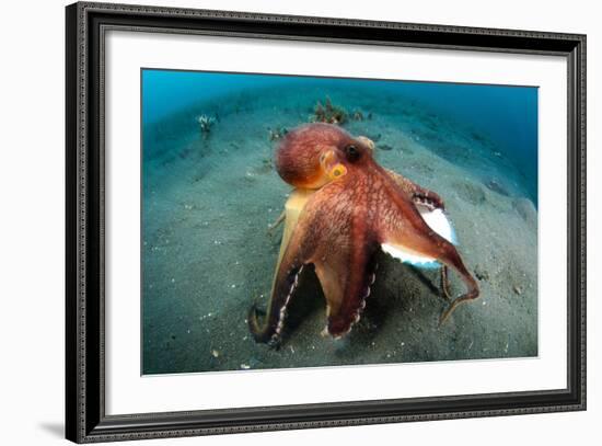 A Coconut Octopus, Lembeh Strait, Sulawesi, Indonesia-null-Framed Photographic Print