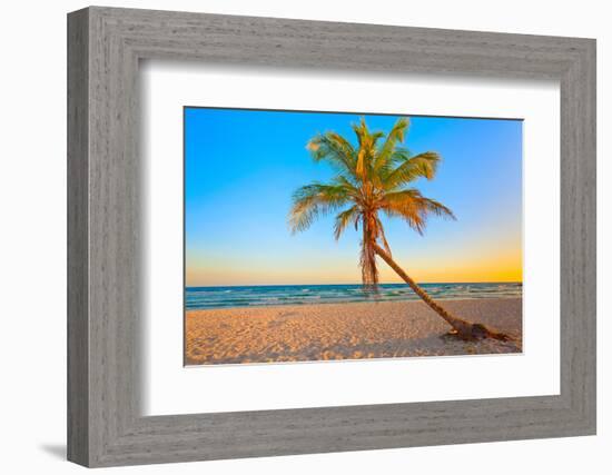 A Coconut Tree on a Deserted Tropical Beach at Sunset-Kamira-Framed Photographic Print