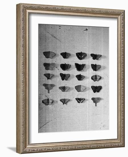 A Collection of Butterflies-India Hobson-Framed Photographic Print