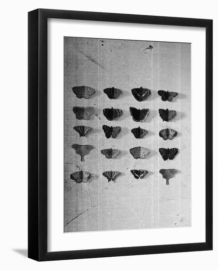 A Collection of Butterflies-India Hobson-Framed Photographic Print
