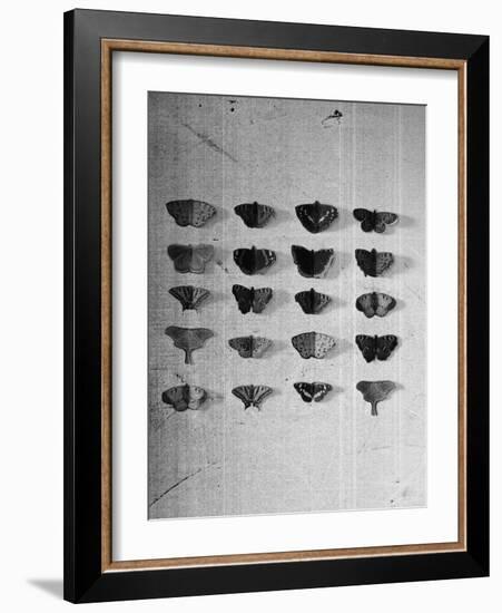 A Collection of Butterflies-India Hobson-Framed Photographic Print