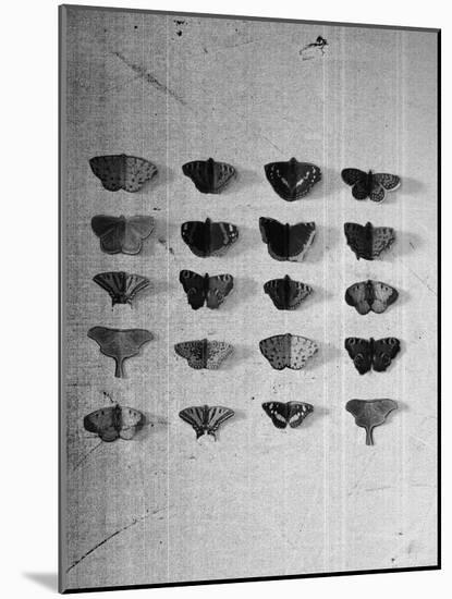 A Collection of Butterflies-India Hobson-Mounted Photographic Print