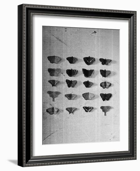 A Collection of Butterflies-India Hobson-Framed Photographic Print