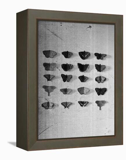 A Collection of Butterflies-India Hobson-Framed Premier Image Canvas