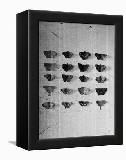 A Collection of Butterflies-India Hobson-Framed Premier Image Canvas