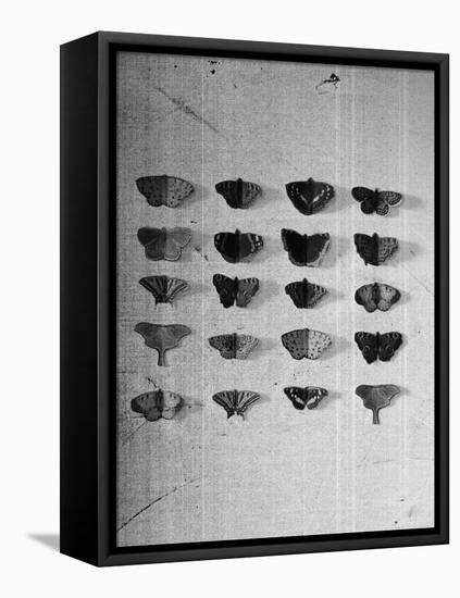 A Collection of Butterflies-India Hobson-Framed Premier Image Canvas