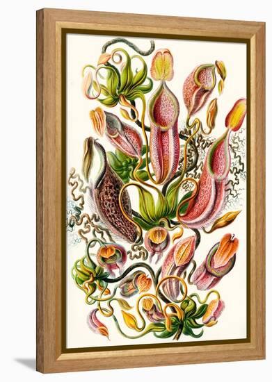 A Collection of Nepenthaceae from 'Kunstformen Der Natur', 1899-Ernst Haeckel-Framed Premier Image Canvas