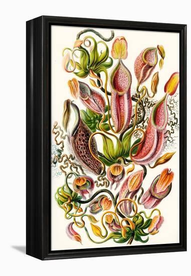 A Collection of Nepenthaceae from 'Kunstformen Der Natur', 1899-Ernst Haeckel-Framed Premier Image Canvas