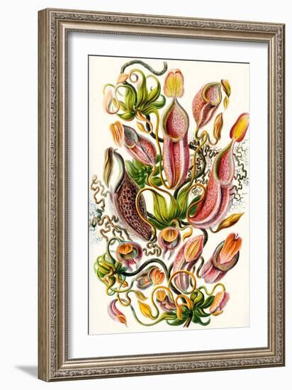 A Collection of Nepenthaceae from 'Kunstformen Der Natur', 1899-Ernst Haeckel-Framed Giclee Print