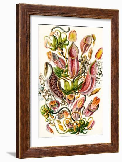 A Collection of Nepenthaceae from 'Kunstformen Der Natur', 1899-Ernst Haeckel-Framed Giclee Print