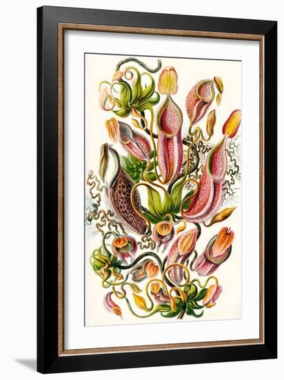 A Collection of Nepenthaceae from 'Kunstformen Der Natur', 1899-Ernst Haeckel-Framed Giclee Print