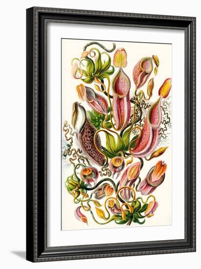 A Collection of Nepenthaceae from 'Kunstformen Der Natur', 1899-Ernst Haeckel-Framed Giclee Print