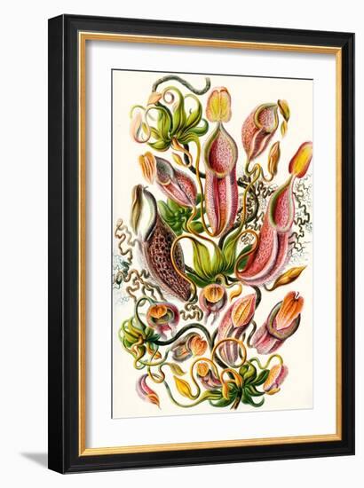 A Collection of Nepenthaceae from 'Kunstformen Der Natur', 1899-Ernst Haeckel-Framed Giclee Print