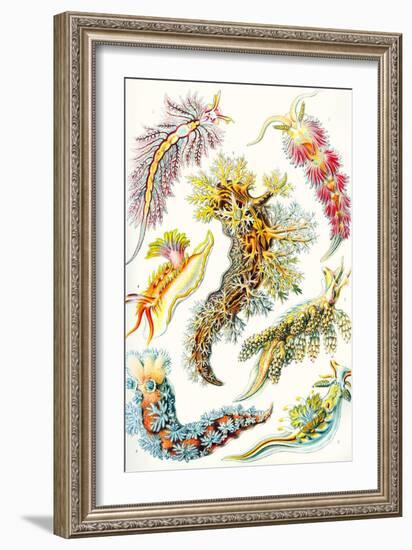 A Collection of Nudibranchia from 'Kunstformen Der Natur', 1899-Ernst Haeckel-Framed Giclee Print