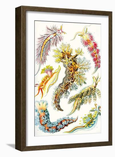 A Collection of Nudibranchia from 'Kunstformen Der Natur', 1899-Ernst Haeckel-Framed Giclee Print