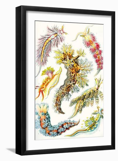 A Collection of Nudibranchia from 'Kunstformen Der Natur', 1899-Ernst Haeckel-Framed Giclee Print