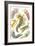 A Collection of Nudibranchia from 'Kunstformen Der Natur', 1899-Ernst Haeckel-Framed Giclee Print